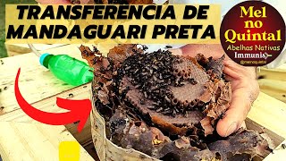 TRANSFERÊNCIA de MANDAGUARI PRETA [upl. by Noletta]