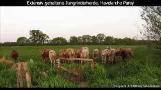 Extensive Jungrinderhaltung 1080p HD [upl. by Madlin959]