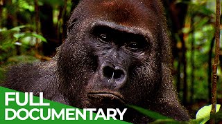 Go Ape  The Fascinating World of Primates  Free Documentary Nature [upl. by Grimbald]