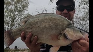 Dock Lake quality redfin and yellowbelly fishery close to Horsham [upl. by Yhprum]