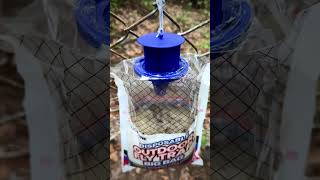 Outdoor Fly Trap Review  Quick and effective fly killer [upl. by Eneres]