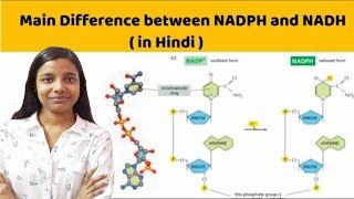 Difference between NAD NADH  NADP and NADPH  in hindi  For XII BSc and MSc [upl. by Ping]