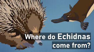 Echidnas An Unexpected History [upl. by Spearing789]