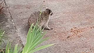 Racoons Comes To Breakfast Again Peahen With Her Baby 🐥 [upl. by Emeline784]