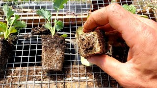 BEST Way to Start Seeds for Healthiest Seedlings [upl. by Dlarej]