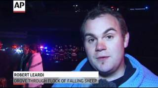 Truck Carrying Sheep Flips in Australia [upl. by Lawrenson970]