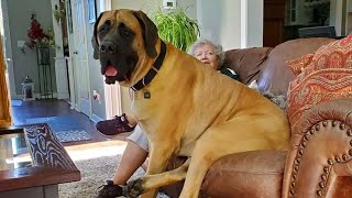 This English Mastiff Dog Is Funnier Than You Can Imagine [upl. by Chubb]