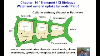 Chapter 14  Transport  XI Biology Water and mineral uptake by roots  Part 5 [upl. by Avi]