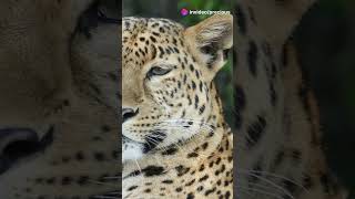 FACTS  Jaguars animals wildanimalfacts wildlife [upl. by Xella]