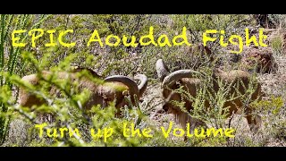 EPIC Aoudad  Barbary sheep  fight Turn up the Volume [upl. by Paine368]