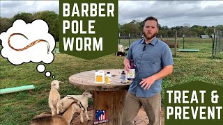 How to Treat amp Prevent Barber Pole Worm Haemonchus Contortus in Goats  Tips amp Practices [upl. by Crowell225]