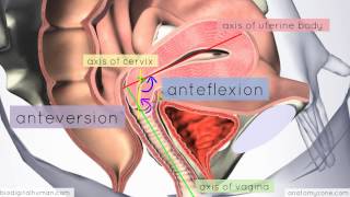 Introduction to Female Reproductive Anatomy Part 3  3D Anatomy Tutorial [upl. by Egdirdle]