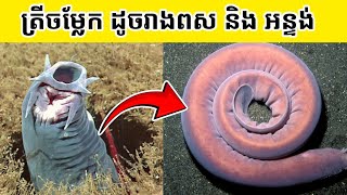 Unveiling the Secrets of Hagfish Natures Slimiest Wonders Svengyol [upl. by Glenine]