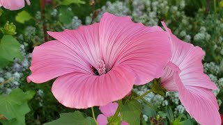 Enjoy Beautiful Flower  Lavatera [upl. by Akinahc]