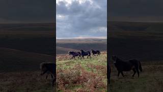 Majestic Wild Ponies in the English Countryside [upl. by Neilla]