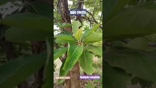 Ippa chettu ippa puvvu chettu vippa vippa chettu ippa Maduka longifolia forest tree medicinal [upl. by Neddy902]