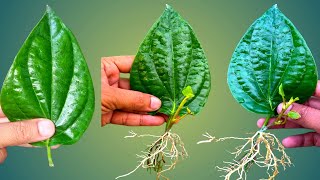 How To Grow Betel Leaves Paan Plant From Single Leaves [upl. by Lanor]