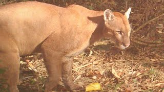 ONÇA parda e filhote são filmadas durante o dia em Itaiópolis  Puma concolor [upl. by Nosredna257]