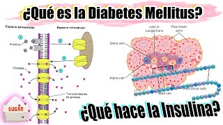 Qué es la DIABETES y qué hace la INSULINA  FISIOPATOLOGÍA DIABETES MELLITUS 11 [upl. by Rehpotsrhc603]