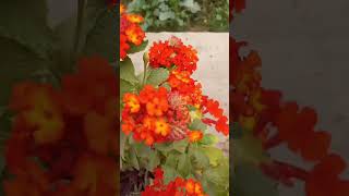 Beutiful Lantana flower plant 🌸trendingshorts viralshort 🌱flowergardenplantscaretips teracen [upl. by Catima]