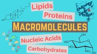 Macromolecules  Classes and Functions [upl. by Arah]