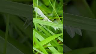 Slightly unusual angle for viewing a White Plume Moth [upl. by Nodyarb523]