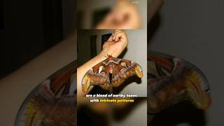 Attacus Atlas Moth  Unveiling Natures Giant Silk Spectacle [upl. by Meijer]