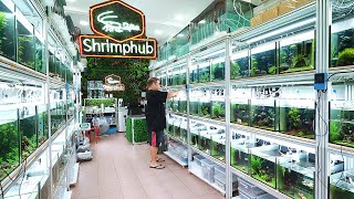 183 Aquariums of Rare Shrimp in this Store SHRIMP HUB Singapore Full Tour [upl. by Aliek]