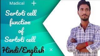 Sertoti cell l function of Sertoti cell [upl. by Bebe]
