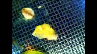 Physarum polycephalum Eating Starch Packing Peanut Piece [upl. by Rebe]