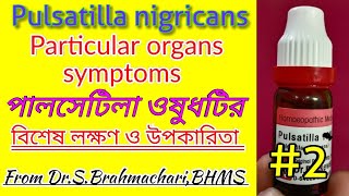 Pulsatilla nigricans  pulsatilla homeopathic symptoms  pulsatilla 30 uses in bengali language [upl. by Ingalls]