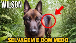 ACHARAM O CÃO WILSON MAS INFELIZMENTE NÃO O PEGARAM 😔 [upl. by Karlow]