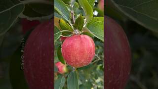 How to Grow Apple Tree at Home 🍎🍏 Unique Technique of Planting farming plants shorts [upl. by Hahn]