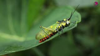 Hoppers insect  Leafhopper [upl. by Publus]