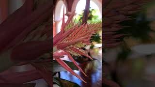 Beautiful bromeliad flower Playa del Carmen Mexico tropical Caribbean plant life gardening house [upl. by Devehcoy]