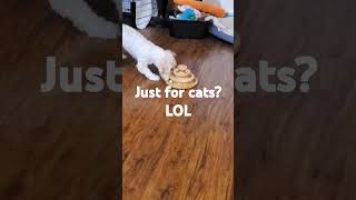 Maltipoo Puppy Loves Cat Toys [upl. by Yraeg]