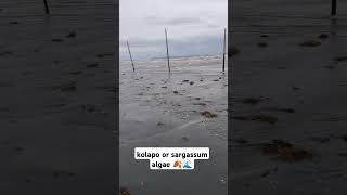 kolapo or sargassum algae 🍂🌊fyp sargassum [upl. by Okomot]