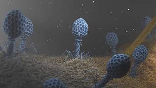 T4 Phage attacking Ecoli [upl. by Wolf]