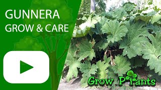 Gunnera  grow amp care Giant Rhubarb [upl. by Jeannette402]