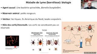 MCB1016 Maladie de Lyme [upl. by Nogem537]