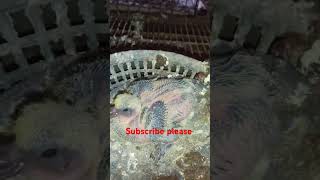 🇧🇩romagnol baby pair 🇧🇩 viralvideo pigeon pigeonlov bird kabootar [upl. by Kohler367]