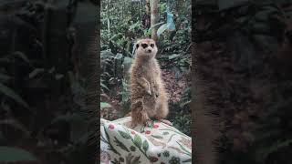 Meerkat at Smithsonian National Zoo 9132024 [upl. by Tedda37]