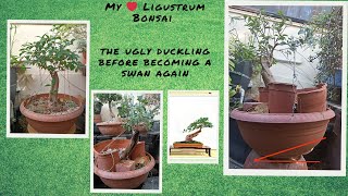 My ❤️ Ligustrum Bonsai 🔸 Transform a swan again [upl. by Sig]