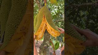 Jackfruit Tree shorts [upl. by Aidul]