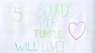 5 Sounds Your Turtle Will Love [upl. by Bortman]