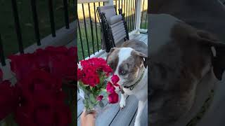 Happy Tuesday🌹 roses selfcare flowers love fyp pitbull tripod pretty blueeyes pittsburgh [upl. by Langston516]