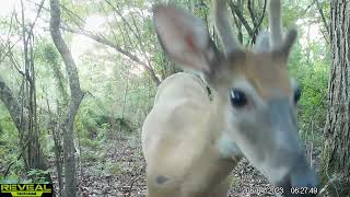 Maurepas Swamp WMA Trail Cam Videos JulyAug [upl. by Junie]