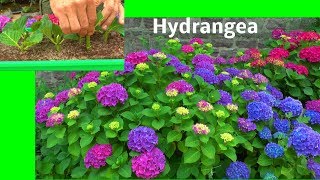 Hortensie Hydrangea Stecklinge die Vermehrung der Bauernhortensie zeigt der Gärtner [upl. by Yentihw]