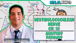 Neurology  Vestibulocochlear Nerve  Cranial Nerve VIII Auditory Pathway [upl. by Jdavie262]