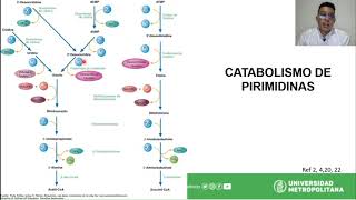 Metabolismo de las Pirimidinas [upl. by Riccardo699]